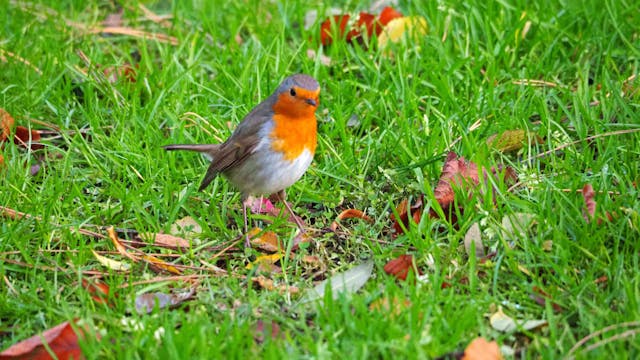 Roodborstje in het Vrijbroekpark