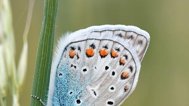 Vlinderwandeling