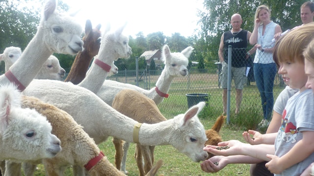 Onze alpaca's komen uit je hand eten!