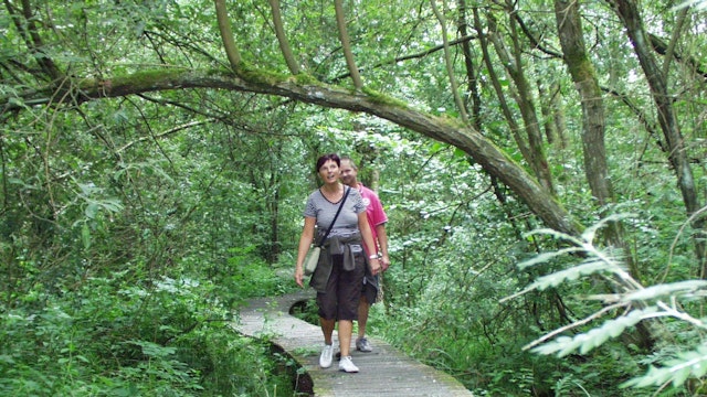 Koersel plankenpad