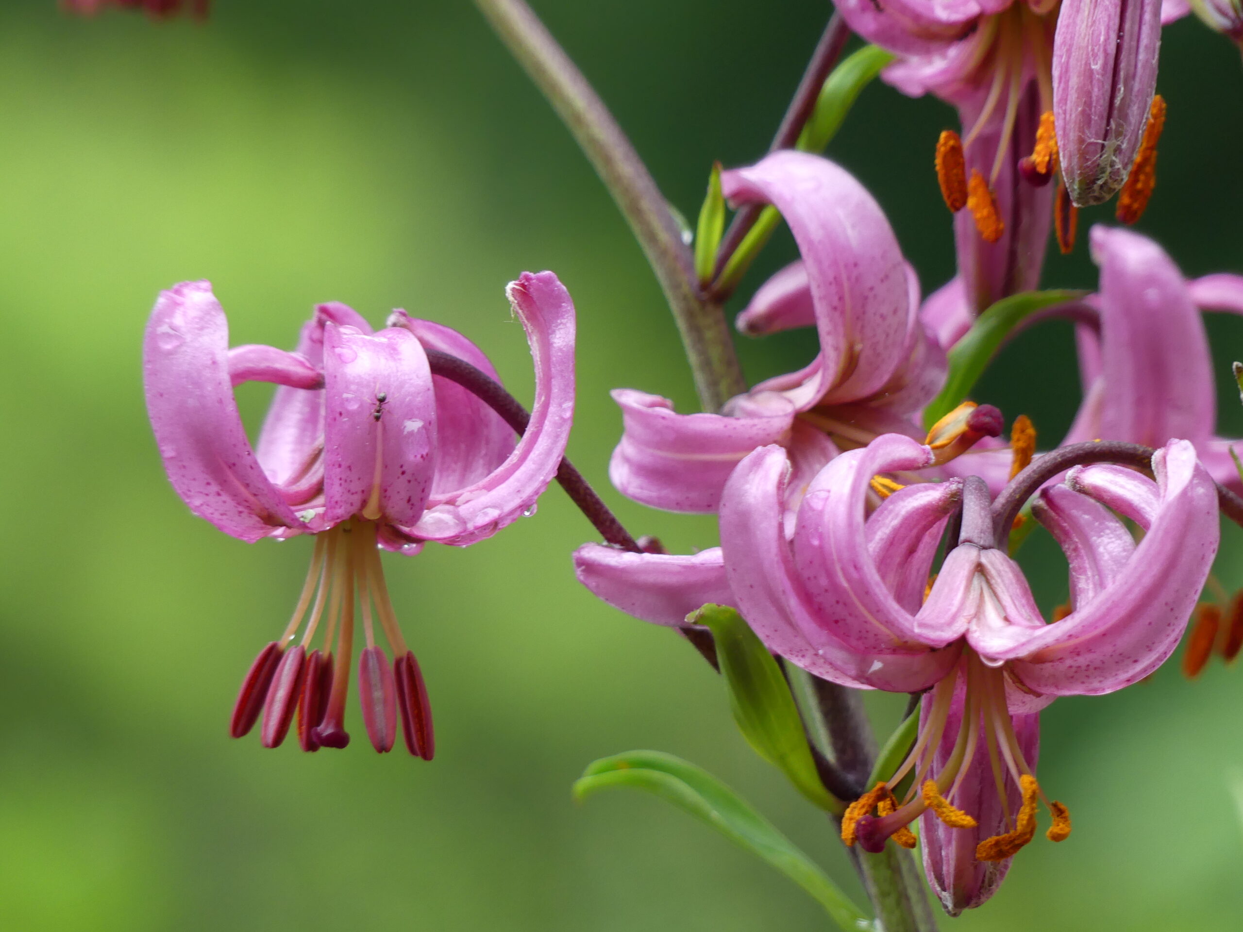 Visite guidée : "1001 Façon d'être une fleur"