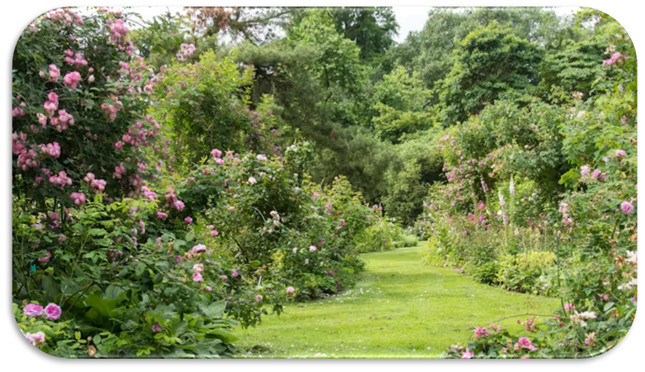 Bloemende planten en struiken in Arboretum Kalmthout