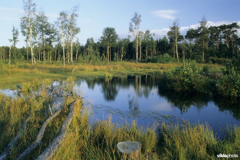 Ambifieënwandeling in het Maldegemveld