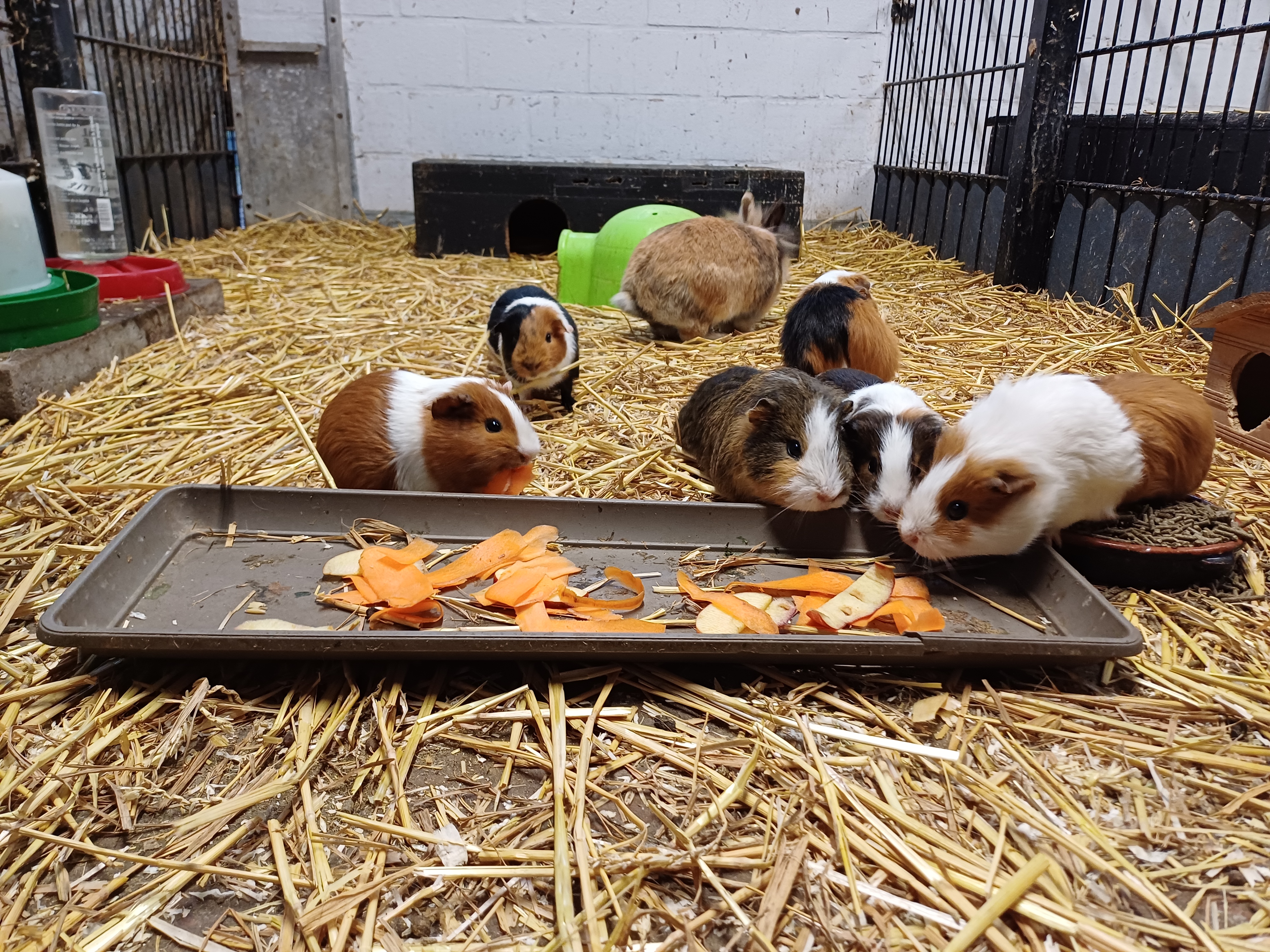 cavia's domein kiewit