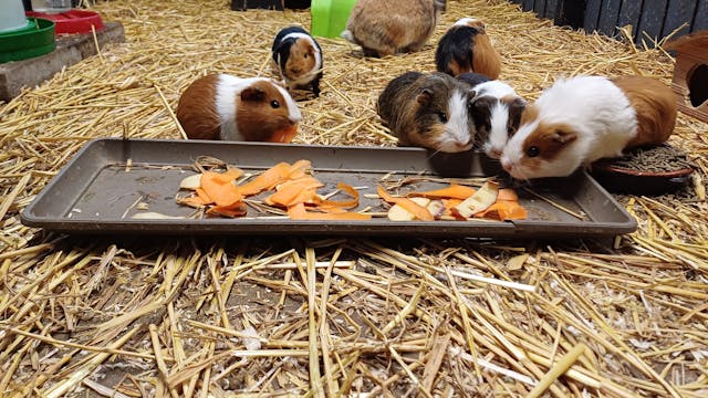 cavia's domein kiewit