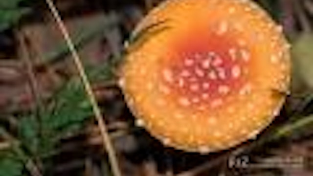Beheer, fauna en flora van de Nieuwe Bossen In het Vennengebied