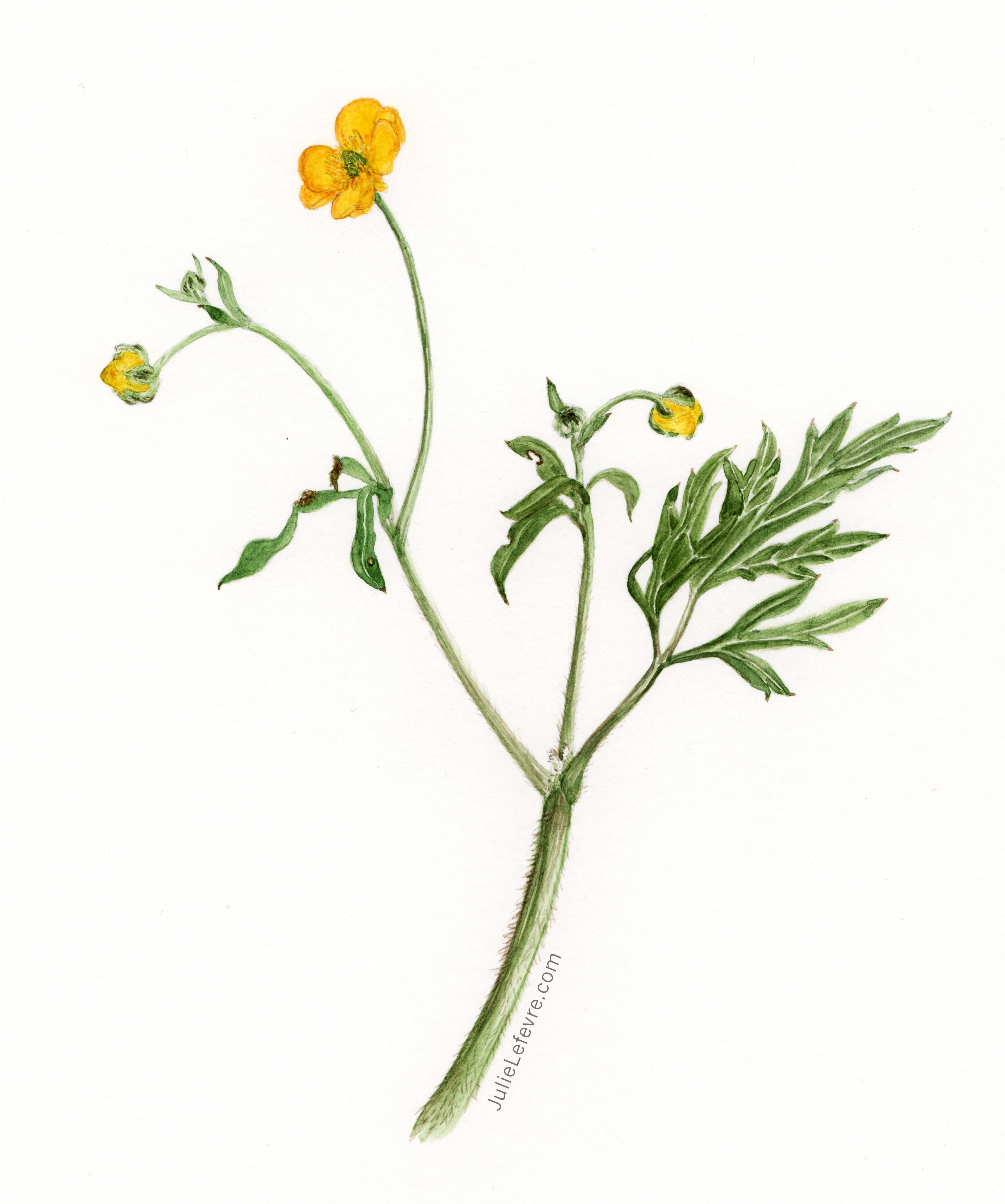 Botanisch tekenen en aquarellen