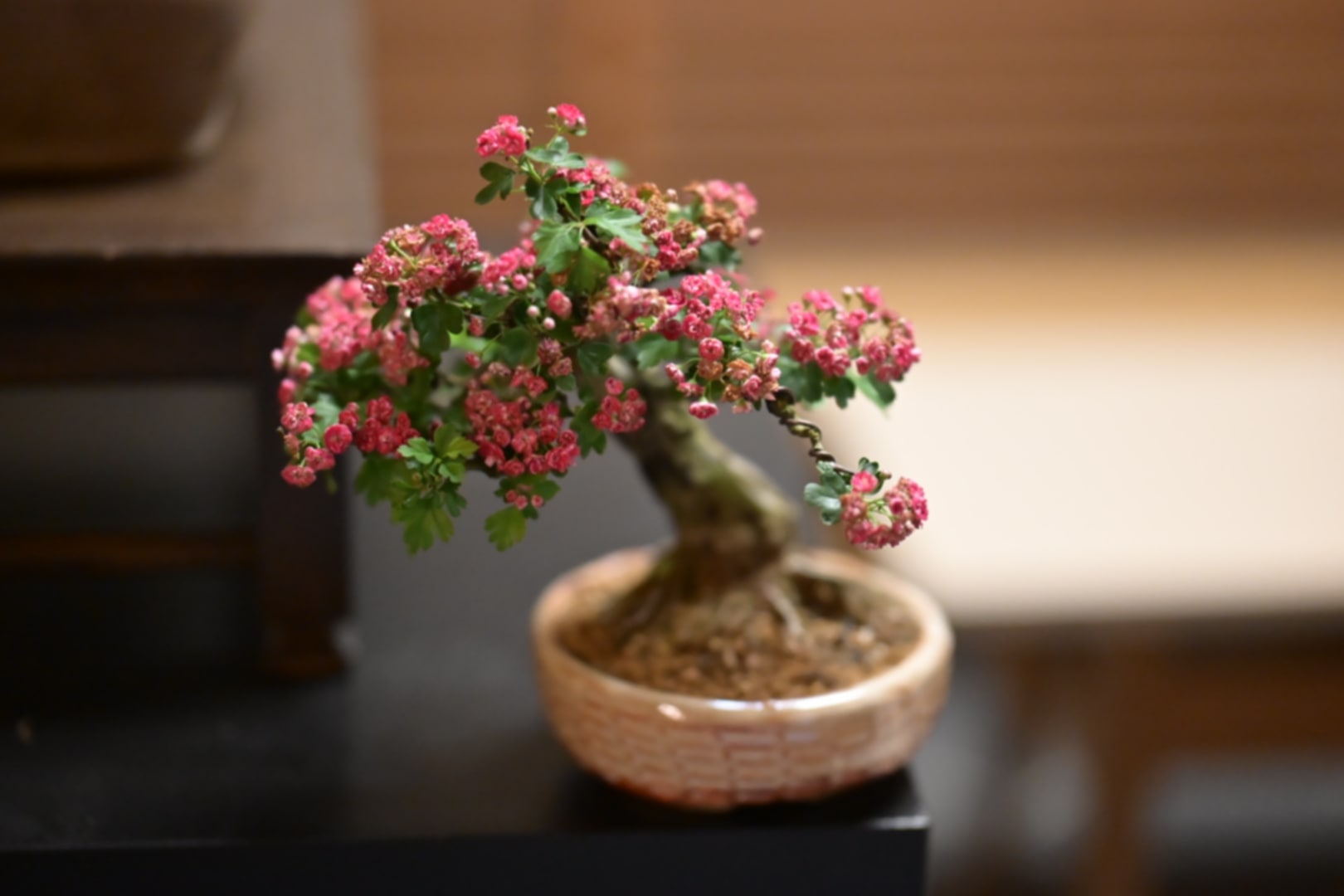 Bonsai