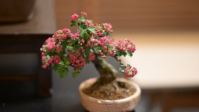 Bonsai