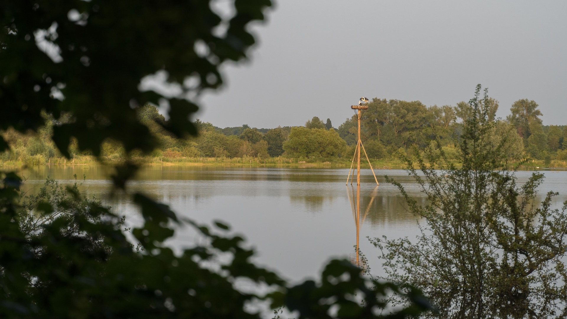 Ooievaars op nest in het Webbekoms Broek