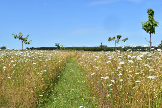 Tussen tuin en landschap
