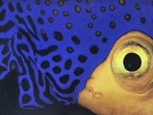 Workshop koralen schilderen