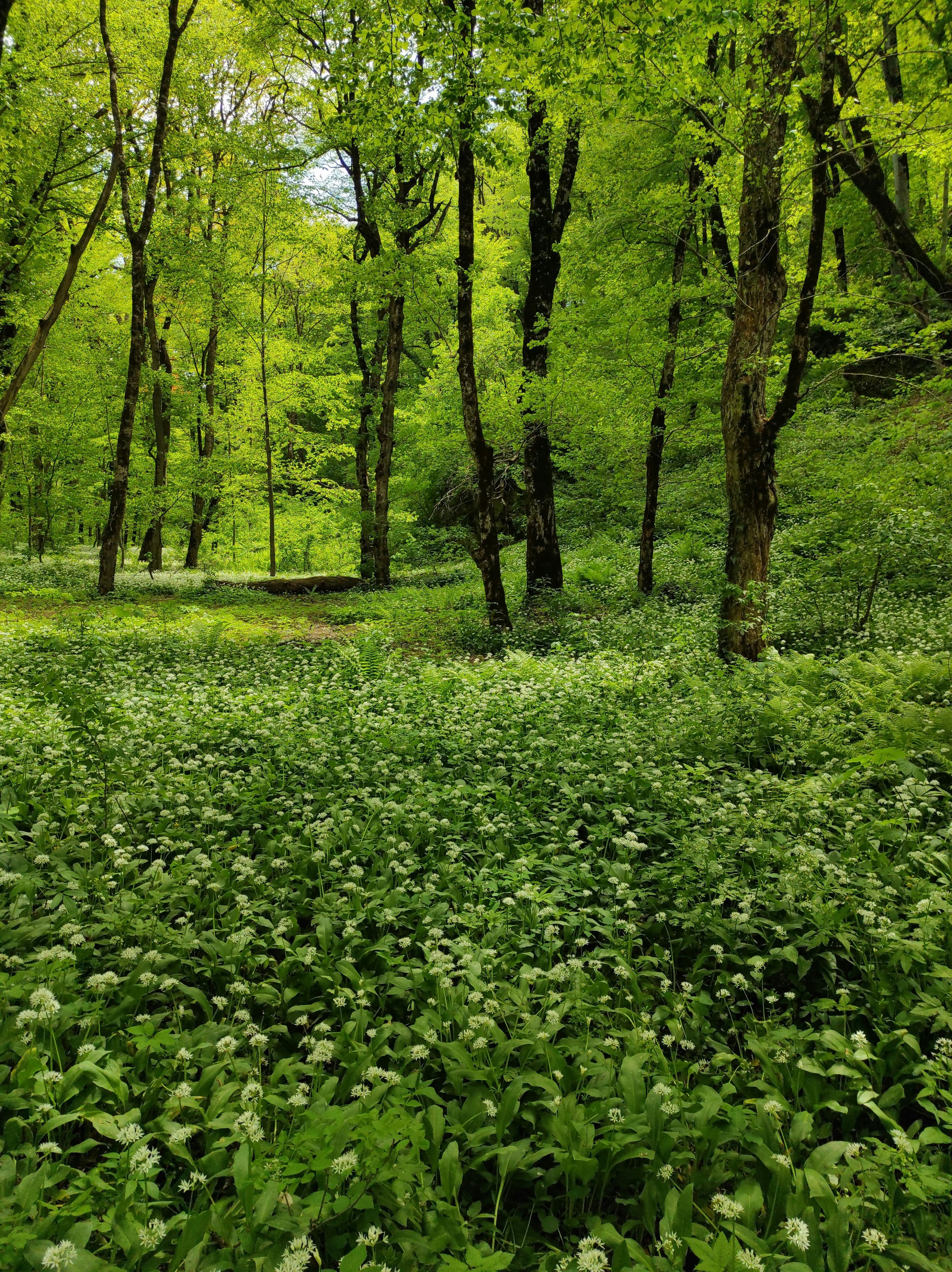 Wilde planten, kruiden en bomen