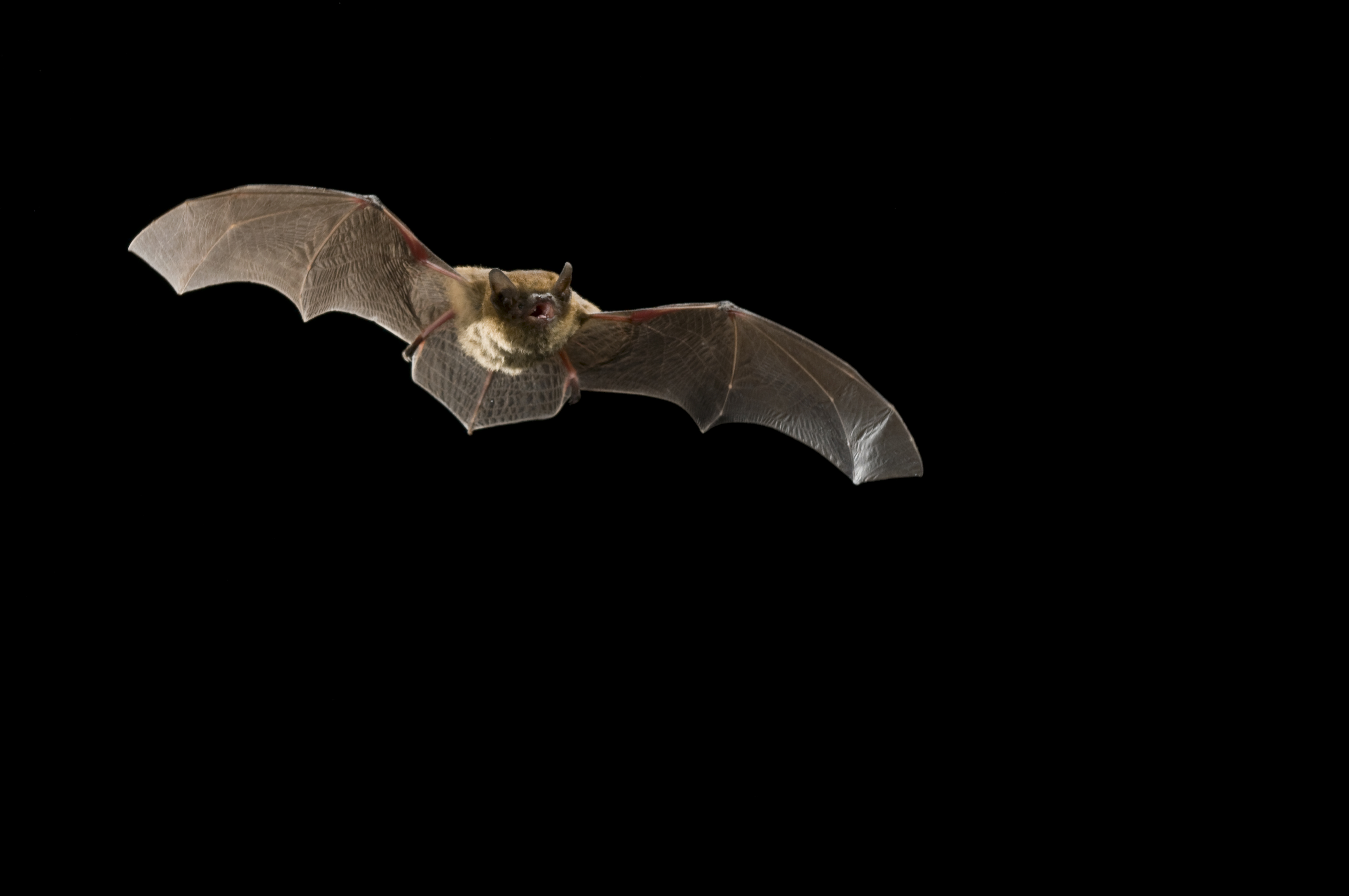 Gewone dwegvleermuis