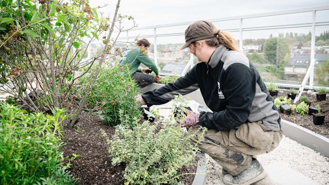 Mensen planten groendak op een appartementsgebouw aan.