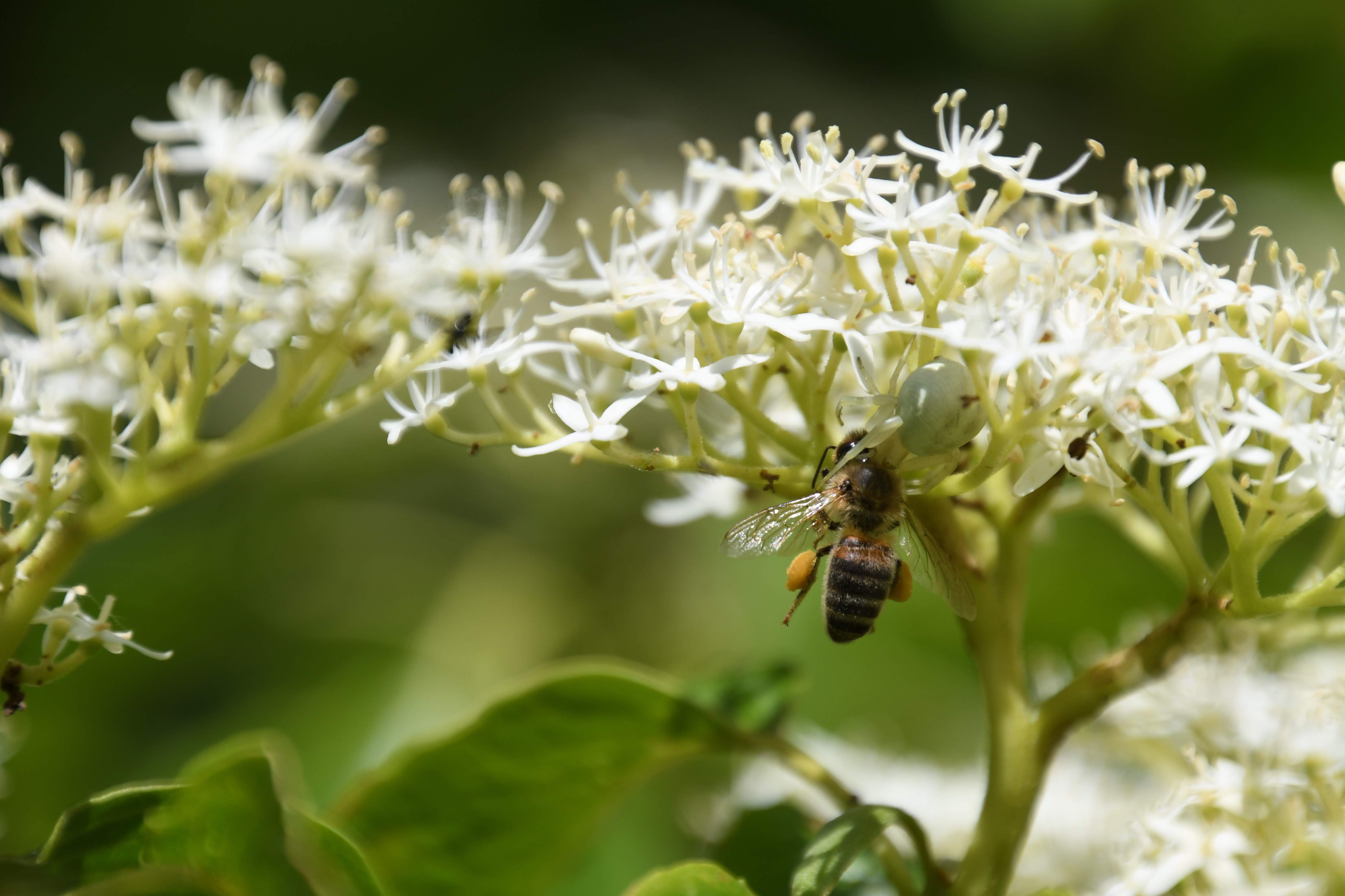 bijen bestuiven de bloemen