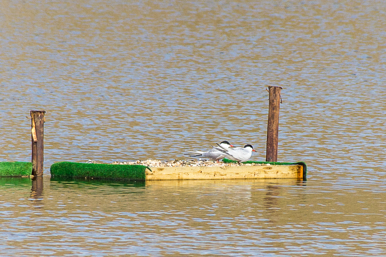 Visdieven op broedvlot