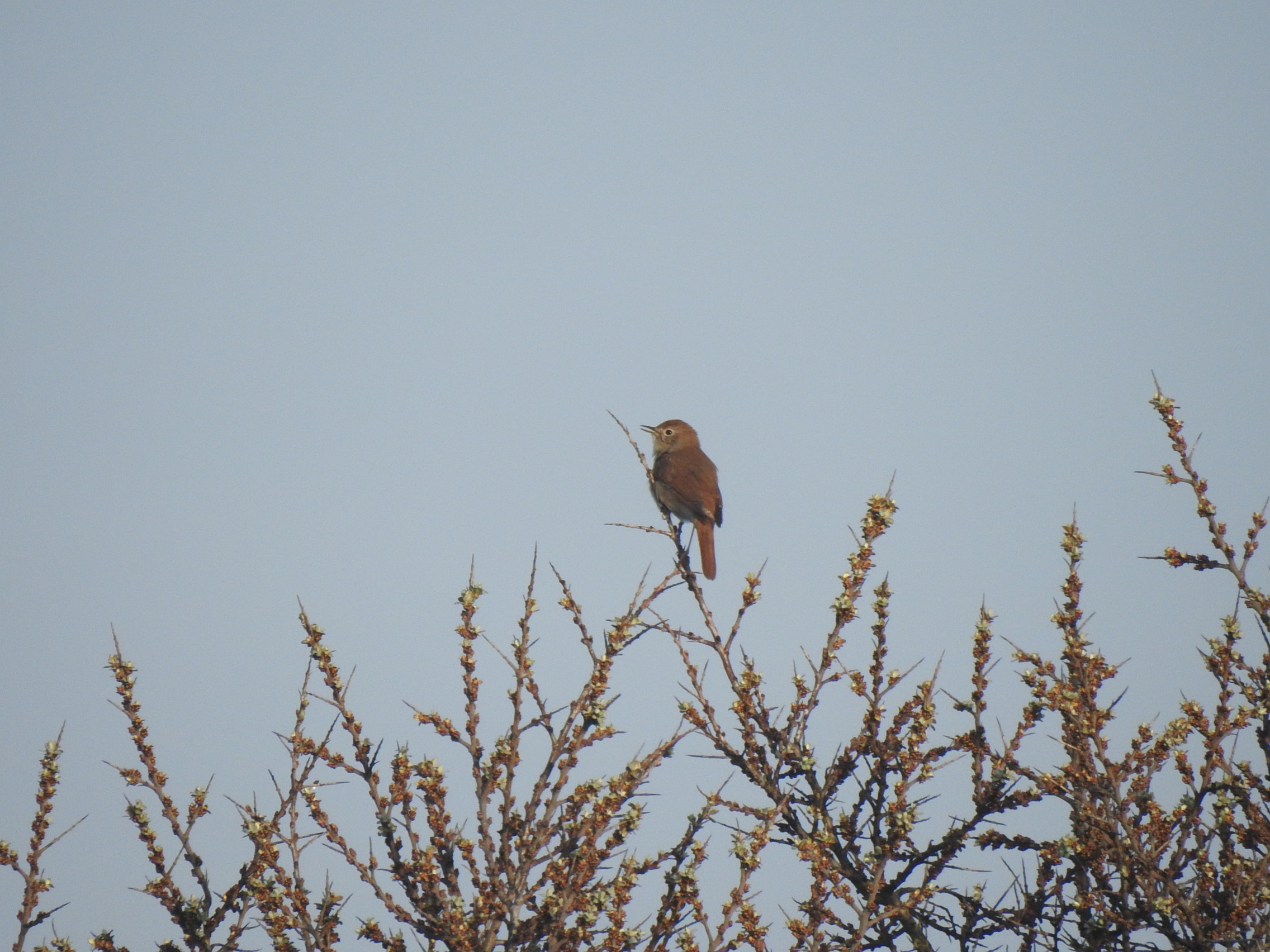 vroeg uit de verenwandeling
