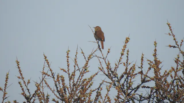 vroeg uit de verenwandeling