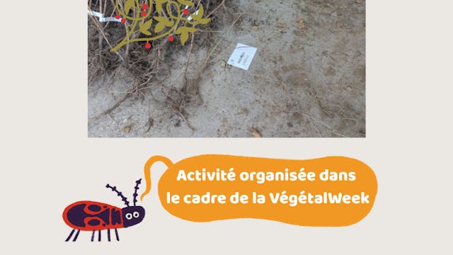 Uitdelen van kleinfruitstruiken