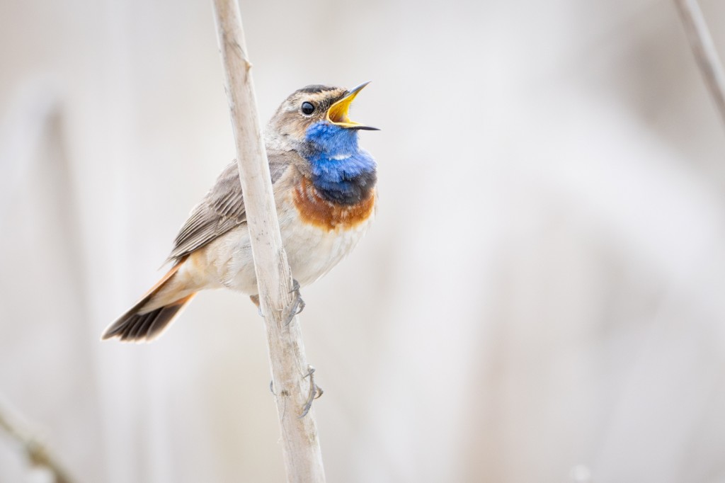 Ontdek dit unieke vogelgebied met Landschap vzw!