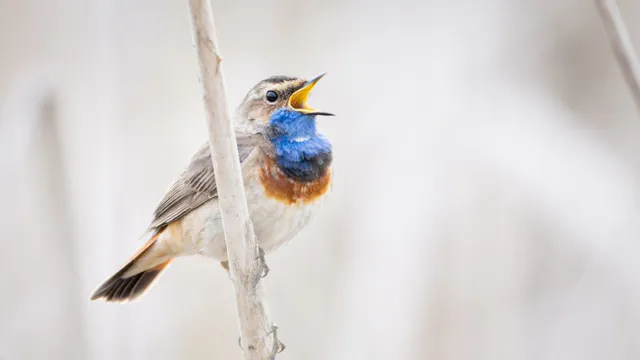 Ontdek dit unieke vogelgebied met Landschap vzw!