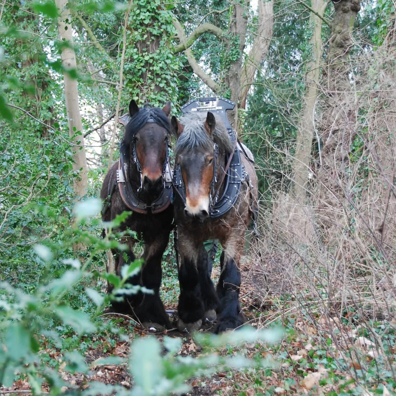 Aangespannen trekpaarden van fokkerij " van 't Bruggeveld"