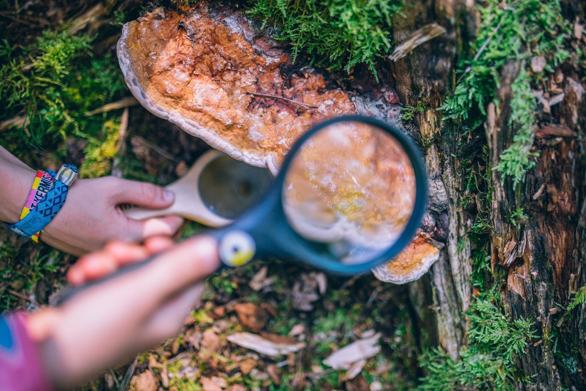 Forest School: Schattenjacht