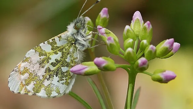 (c) Rudy Claeys - Oranjetip op pinksterbloem.JPG
