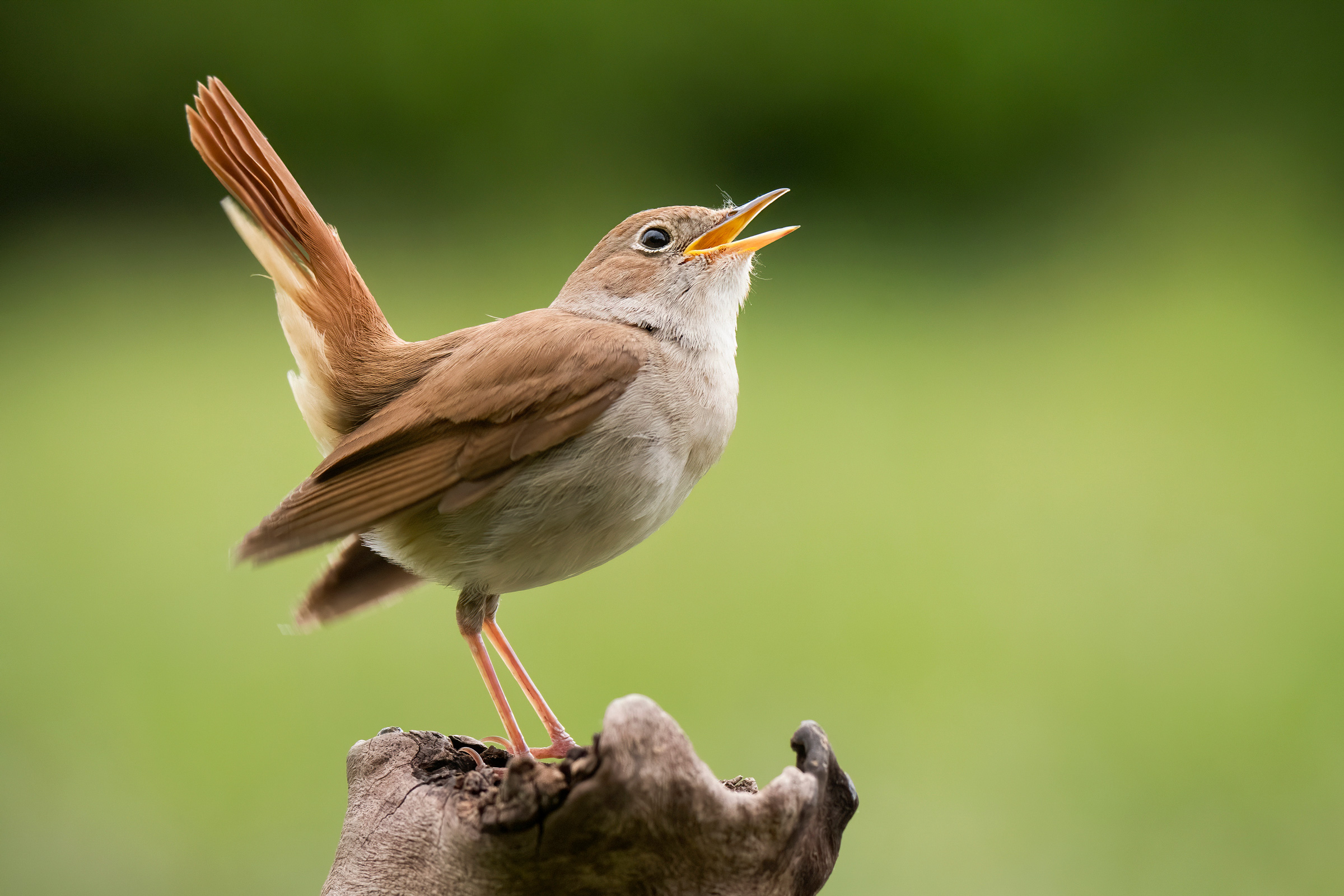 Vogelzang beleven