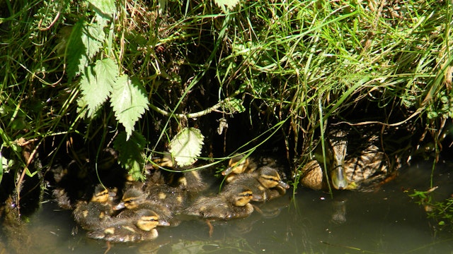 Barebeekwandeling
