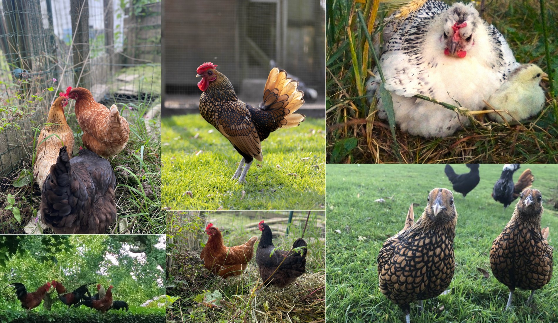 Dierenwelzijn bij kippen vergroten