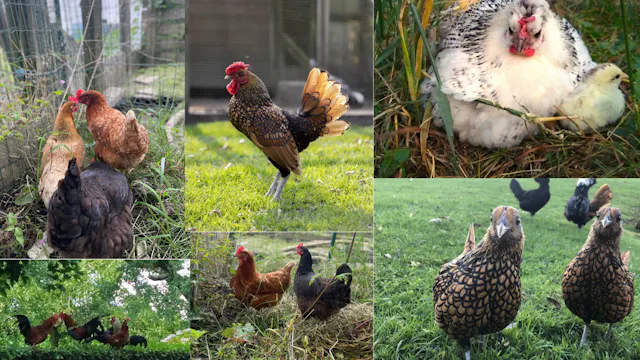 Dierenwelzijn bij kippen vergroten