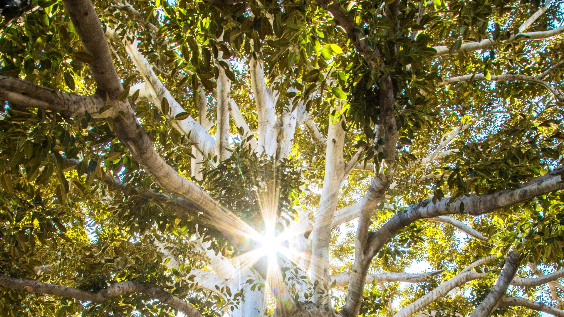 Mattheuspassie - Collegium Vocale Gent & Philippe Herreweghe