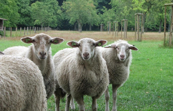 Schaap & Scheerfestival