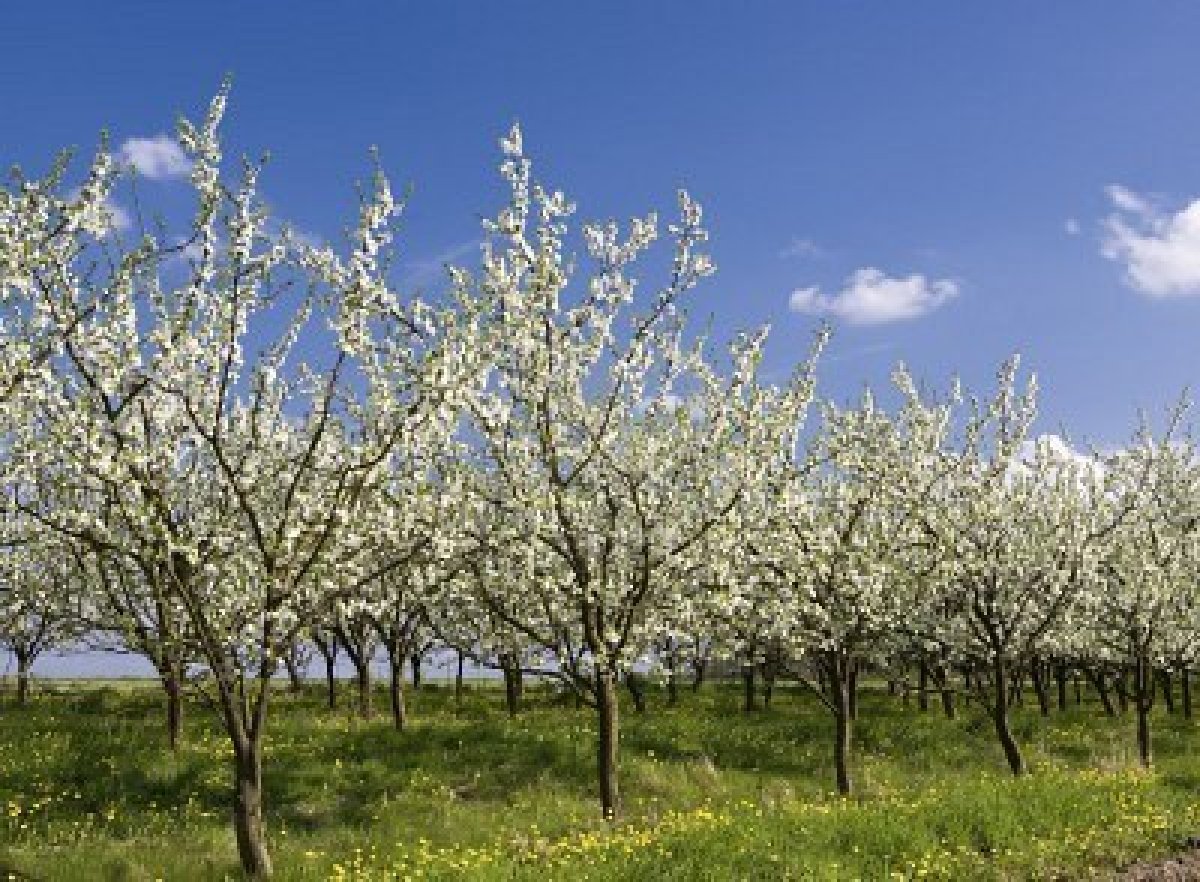 kriekenbloesems bomen.jpg