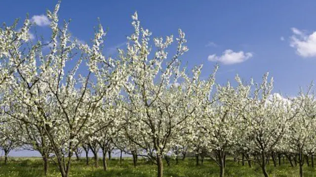 kriekenbloesems bomen.jpg