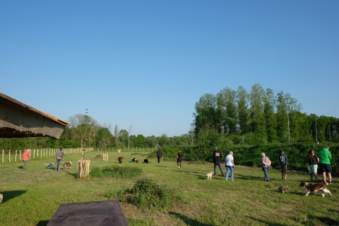Hondenlosloopweide Rotselaar
