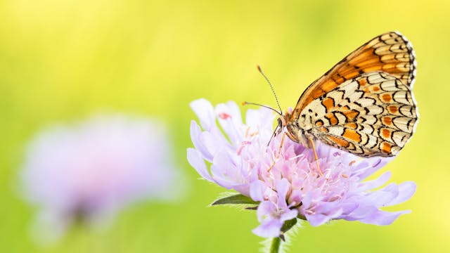 Beginnen met natuurfotografie? Dan is dit jouw kans!