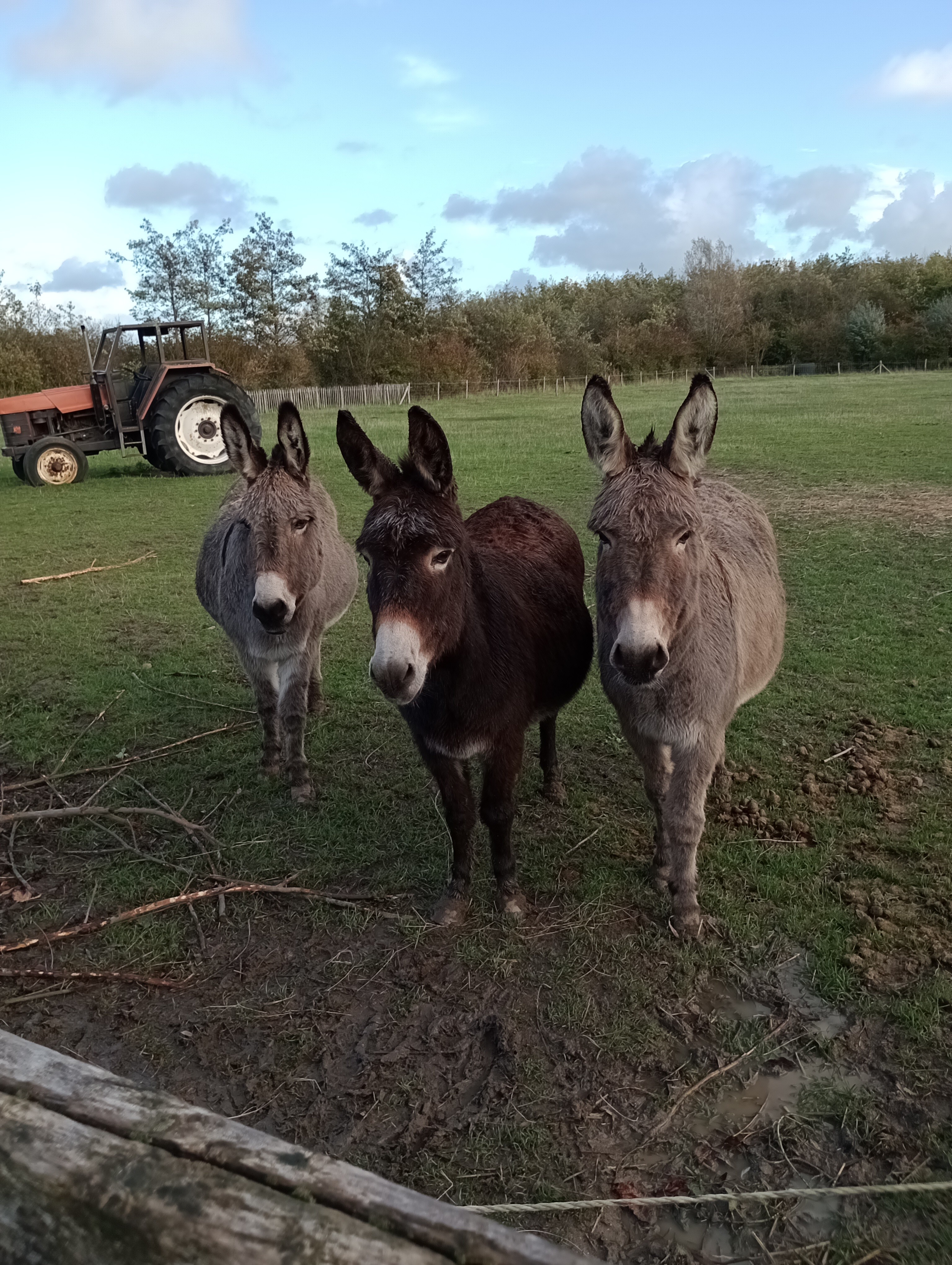 ezels kinderboerderij