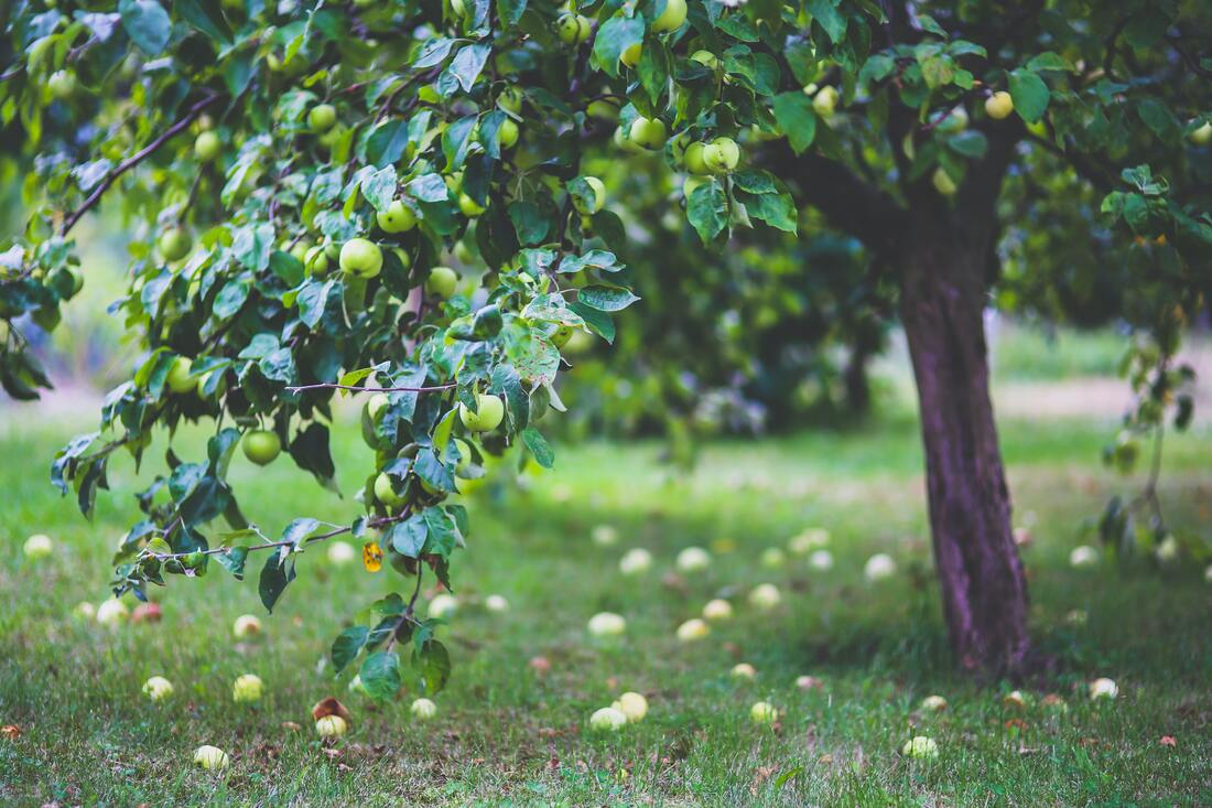 Appels en peren in je stadstuin