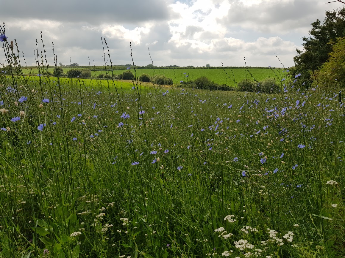 Weidse vergezichten in Mettekoven