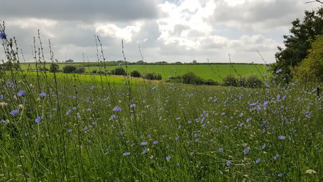 Weidse vergezichten in Mettekoven