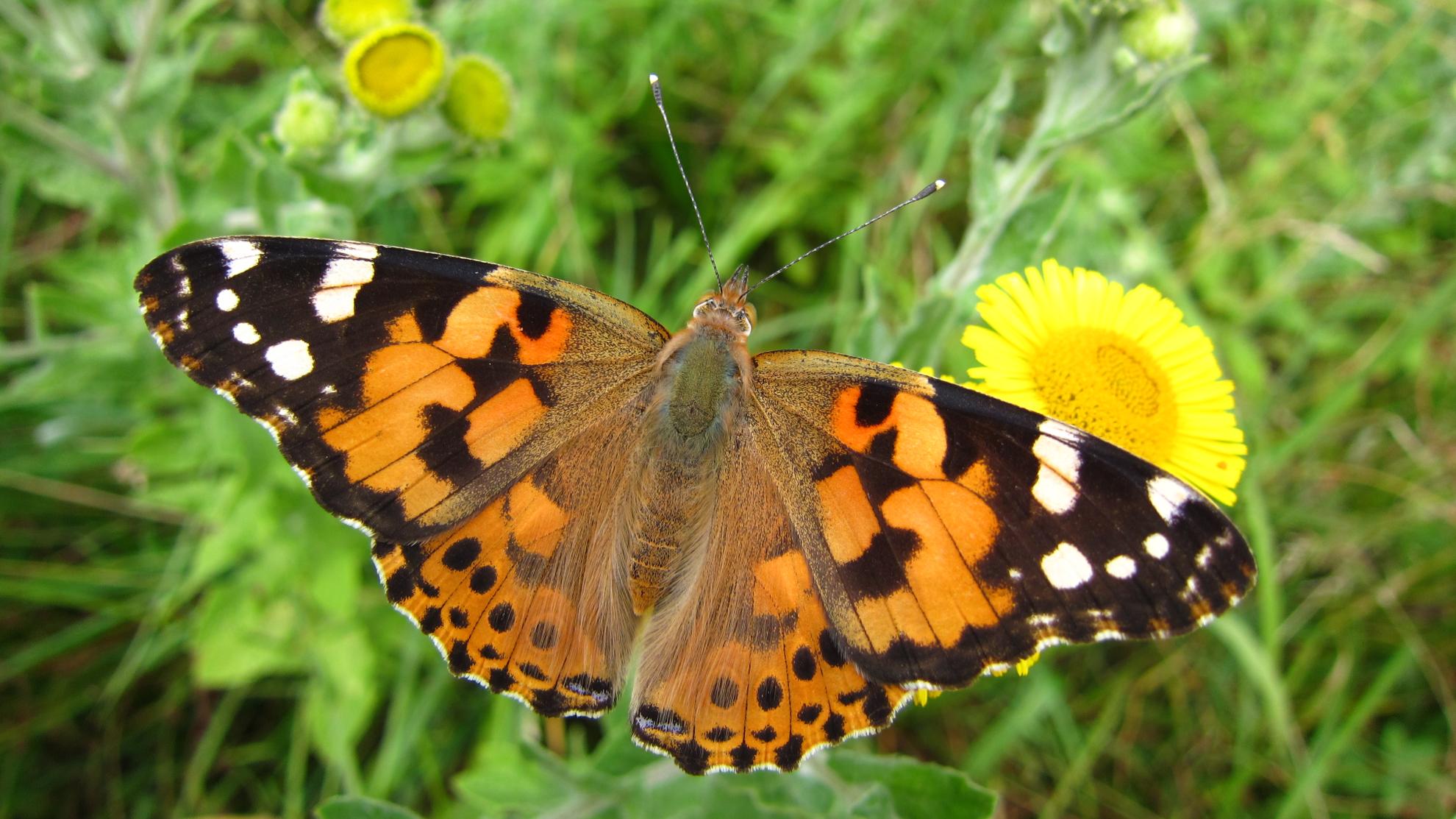 Natuurpunt