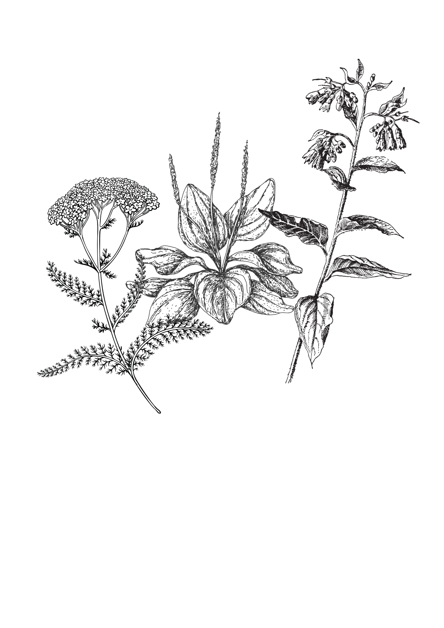 Maak je EHBO-kit van wilde planten