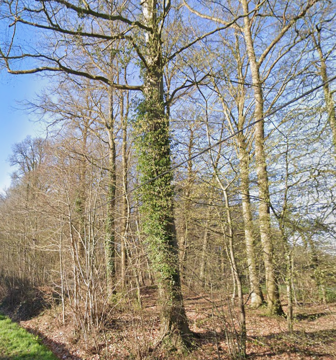 Bomenwandeling Gontrode