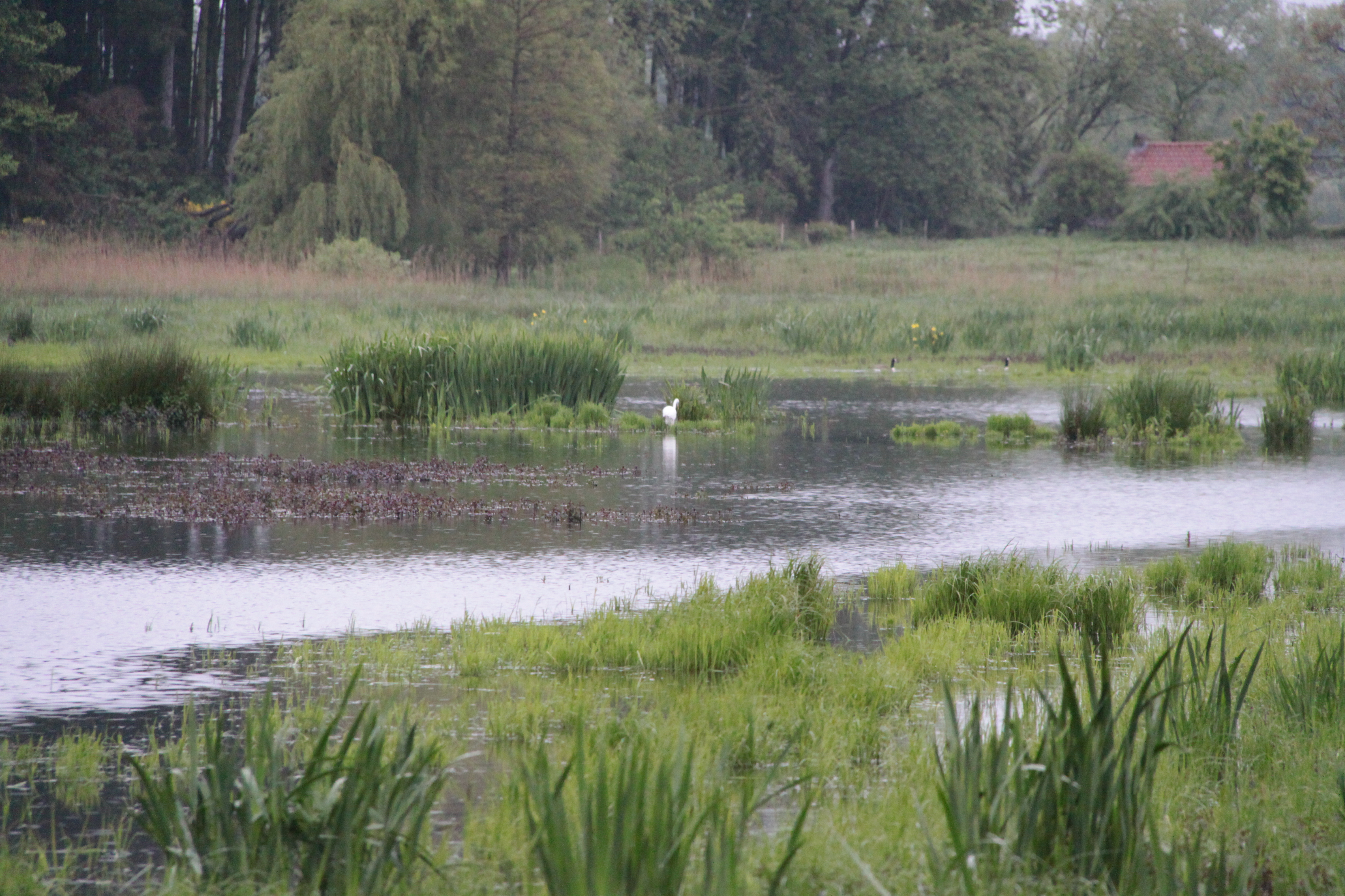 Natuurgebied de Bourgoyen