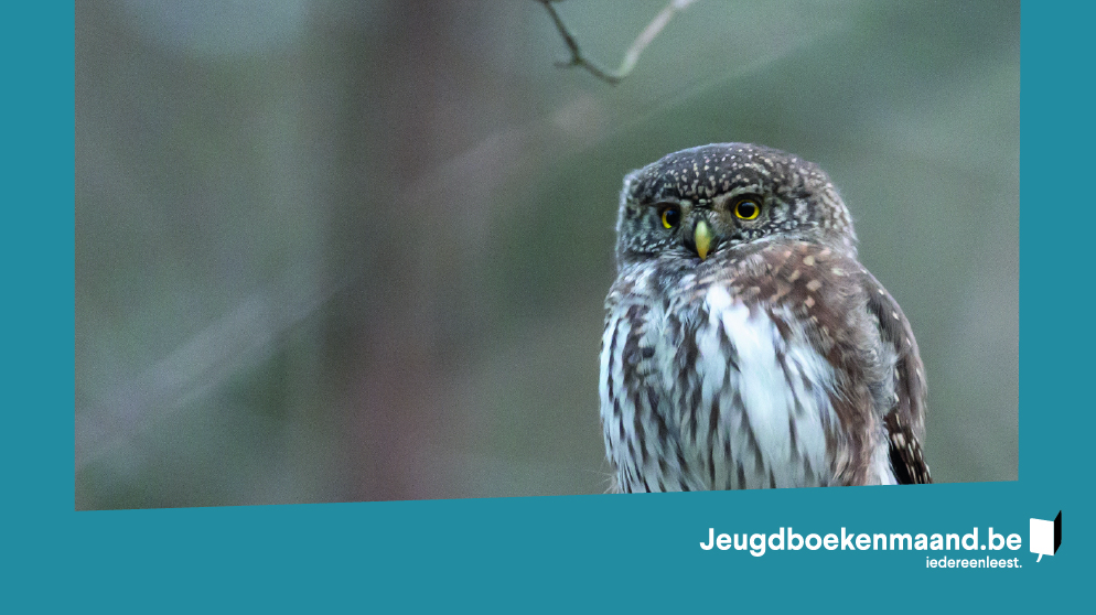 Uil in de kijker