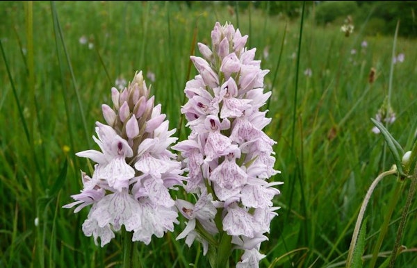 Bloementocht in de Dorpsbemden