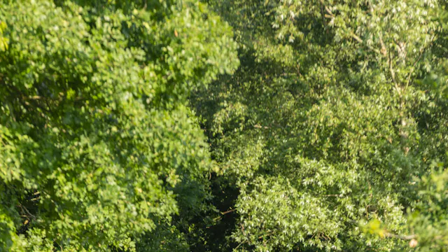 Mythische bomenwandeling